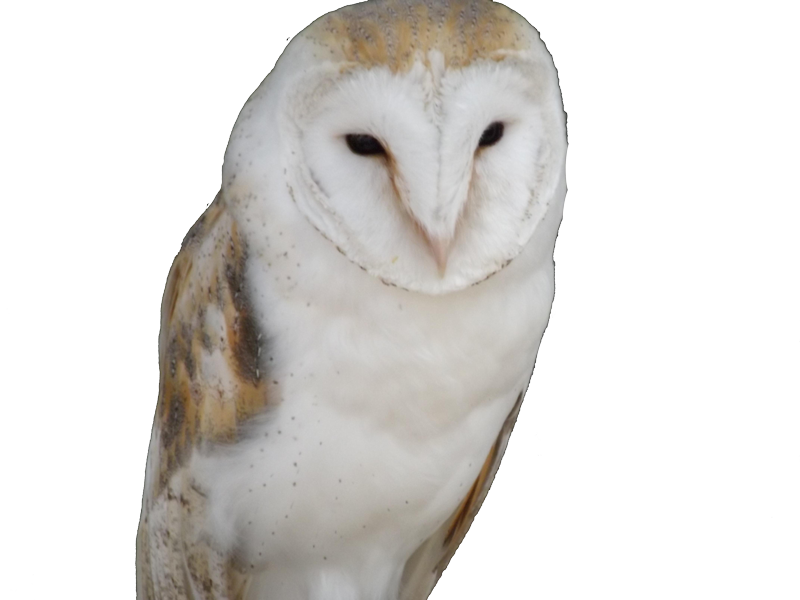 Owl trademark attorney Florida